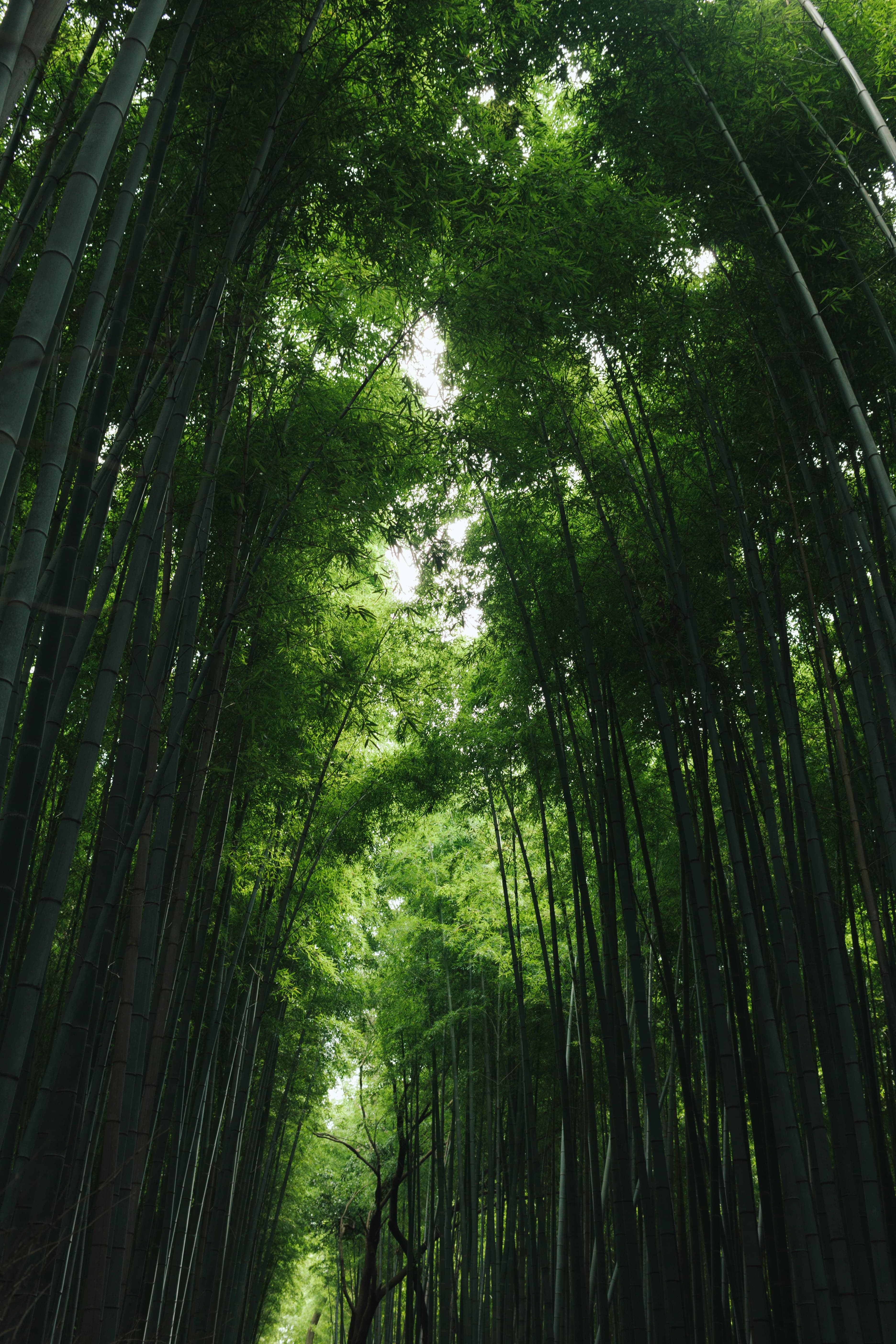 tomoko-uji-N4VkXy69KI4-unsplash